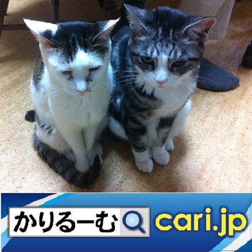 two_cats_hana_suzu