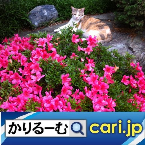 5_catflower191204w500x500
